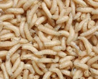 What-maggots-do-Stevenage-Bait-and-Tackle-Sell Stevenage Bait and Tackle Ltd