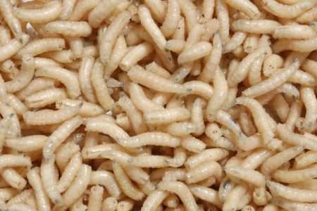 What maggots do Stevenage Bait and Tackle Sell?