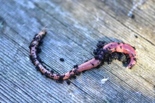 Load image into Gallery viewer, DYNAMITE - Dendrobaenas Worms
