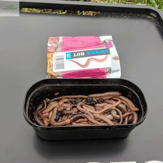 Dendrobaenas Worms MAGGOTS