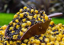 Carp Fuel Particles