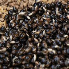 Dynamite Baits -FRENZIED HEMPSEED CAN 350G