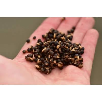 Dynamite Baits Source Hemp