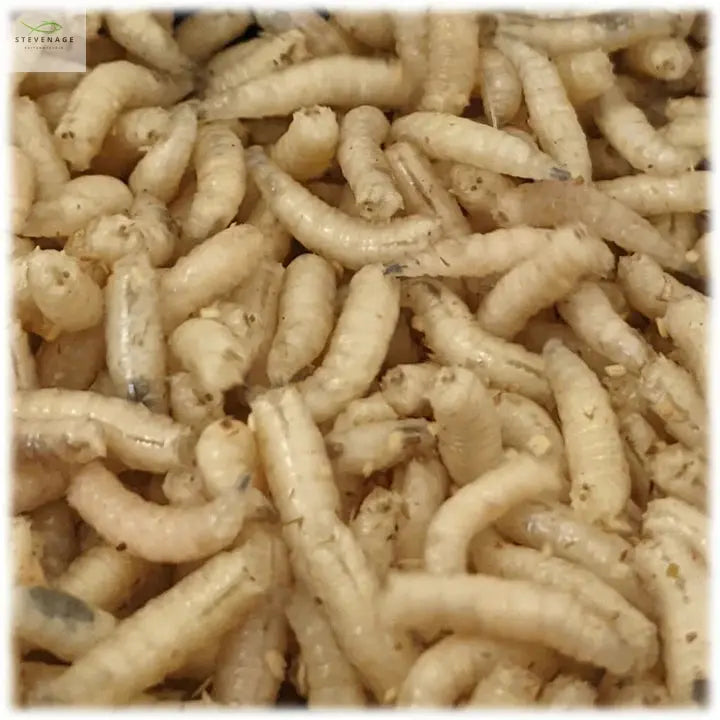 Maggots Red White Mixed in Colour Gallon Willy Worms