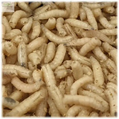 Maggots Red White Mixed in Colour Gallon Willy Worms