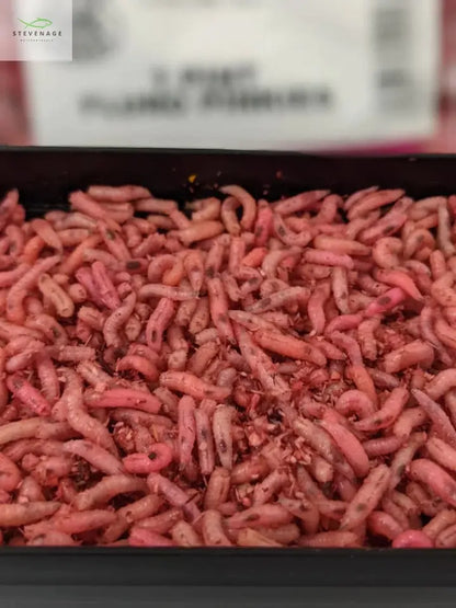 Maggots Red White Mixed in Colour Gallon Willy Worms