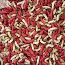 Load image into Gallery viewer, Maggots Red White Mixed in Colour Willy Worms
