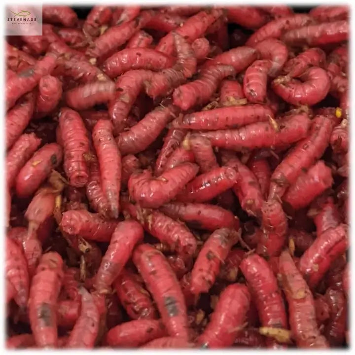 Load image into Gallery viewer, Maggots Red White Mixed in Colour Willy Worms
