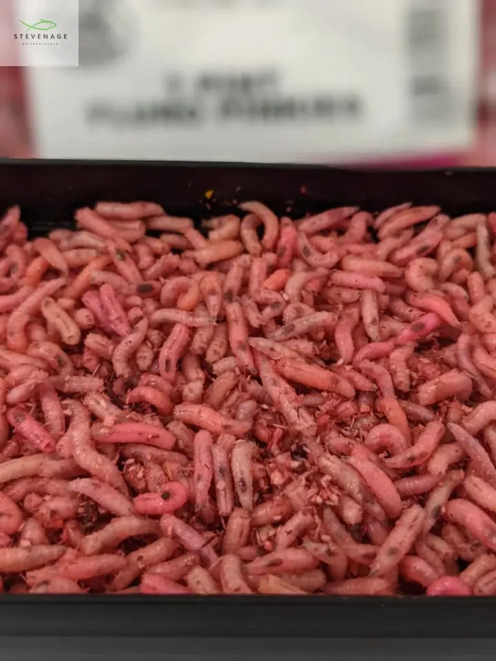 Load image into Gallery viewer, Maggots Red White Mixed in Colour Willy Worms
