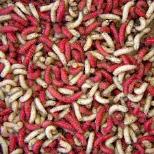 Maggots Red White Mixed in Colour