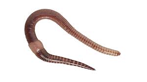 Load image into Gallery viewer, Doctor Fish Selected Superworms - Dendrabaena Veneta 30g
