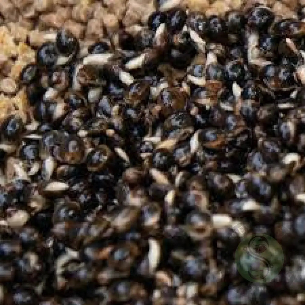 Dynamite Baits -FRENZIED HEMPSEED CAN 700g DYNAMITE BAITS