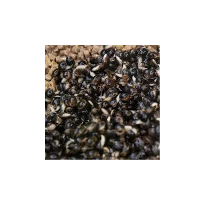 Dynamite Baits -FRENZIED HEMPSEED CAN 700g DYNAMITE BAITS