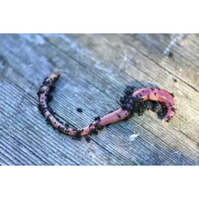 DYNAMITE - Dendrobaenas Worms DYNAMITE BAITS