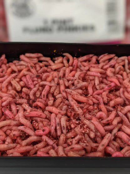 Maggots Red White Mixed in Colour