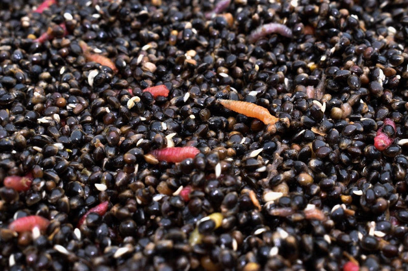 Load image into Gallery viewer, Hemp &amp; Maggots
