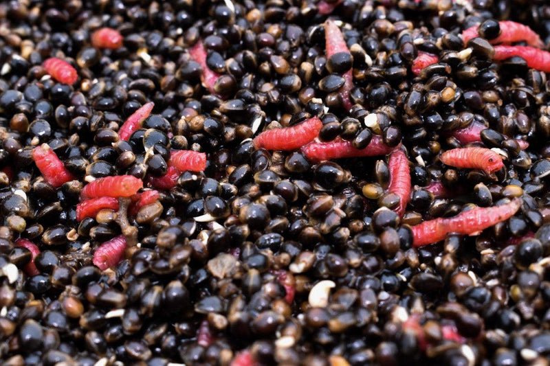 Load image into Gallery viewer, Hemp &amp; Maggots

