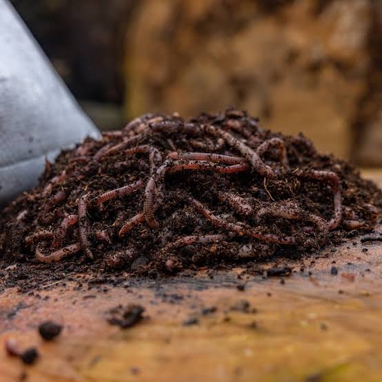 Dendrobaena Worms 1kg