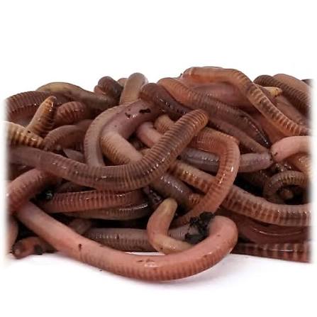 Dendrobaena Worms 1kg