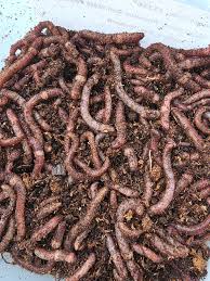 Dendrobaena Worms 1kg