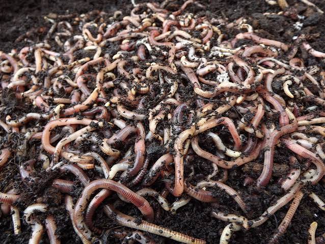 Dendrobaena Worms 1kg