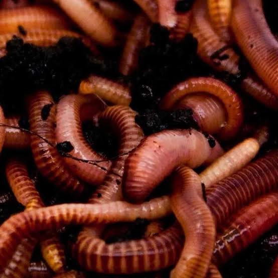 Dendrobaena Worms 1kg