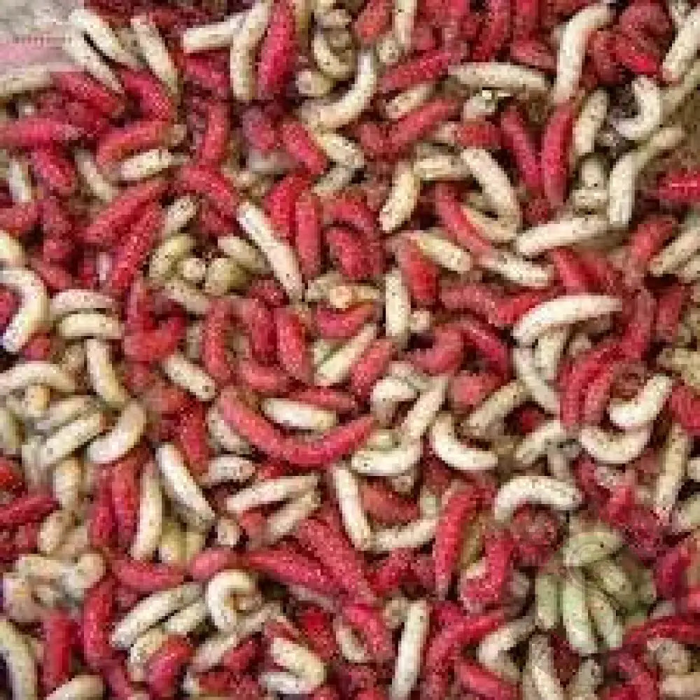 Maggots Red White Mixed in Colour 1pint Willy Worms