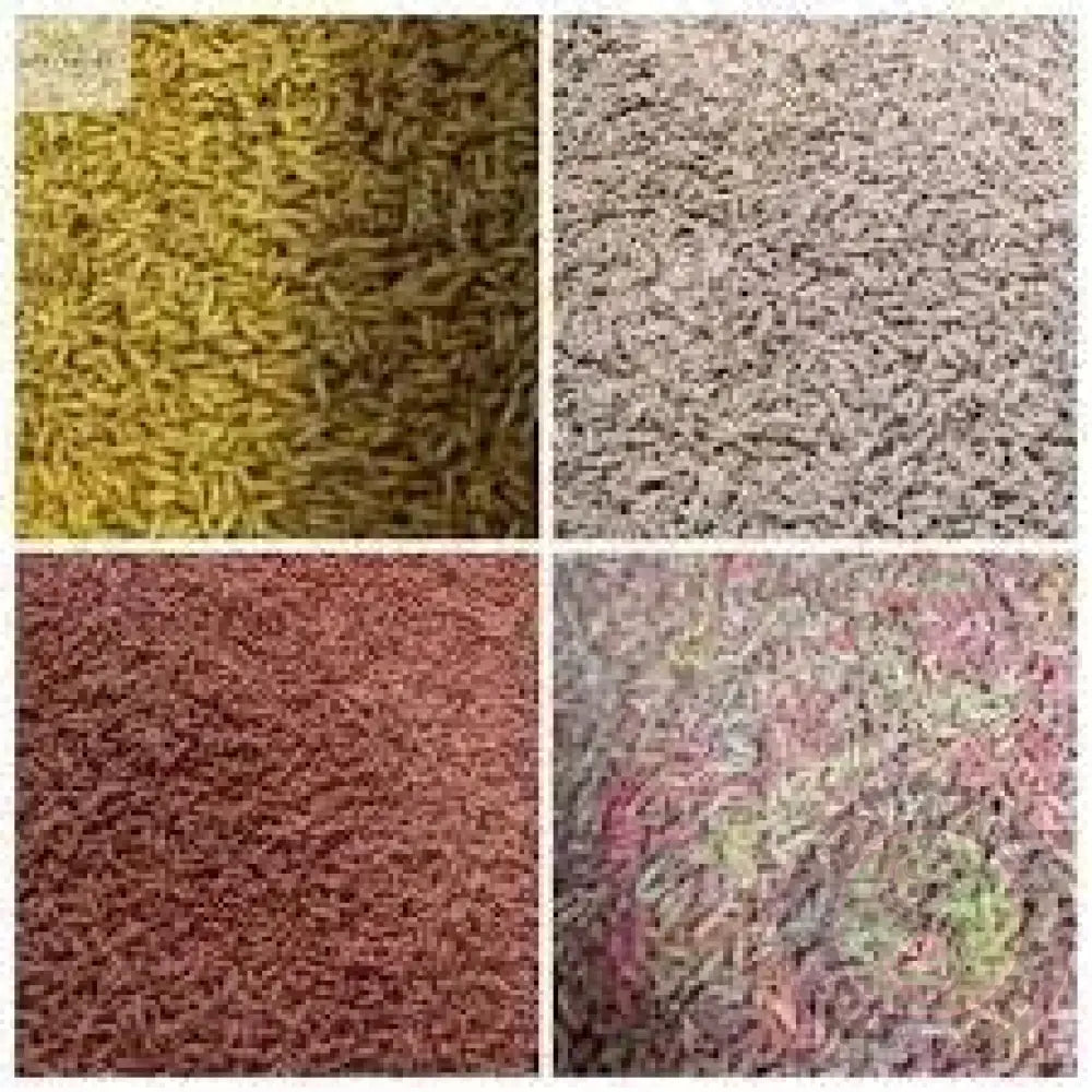 Maggots Red White Mixed in Colour 1pint Willy Worms