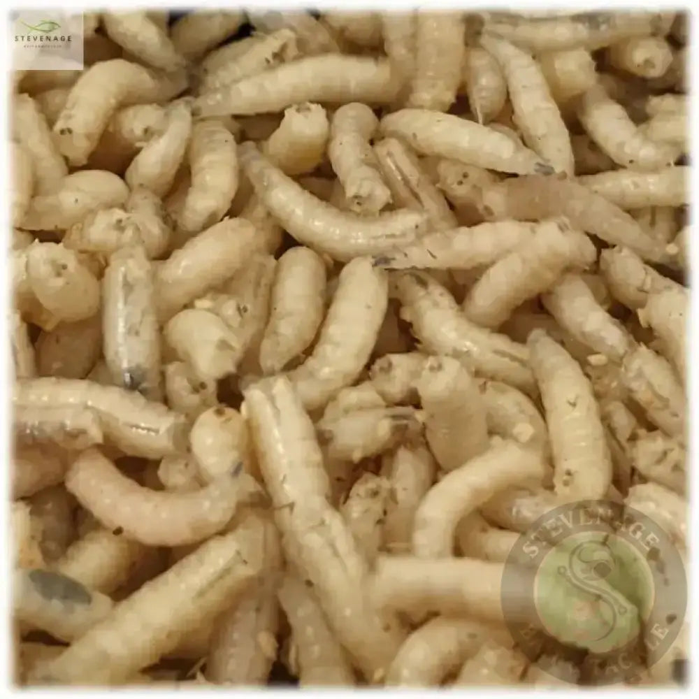 Maggots Red White Mixed in Colour 1pint Willy Worms