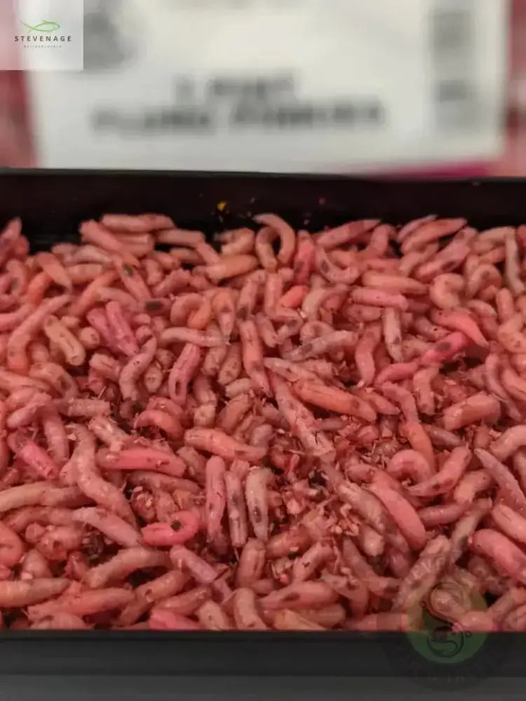 Maggots Red White Mixed in Colour 1pint Willy Worms