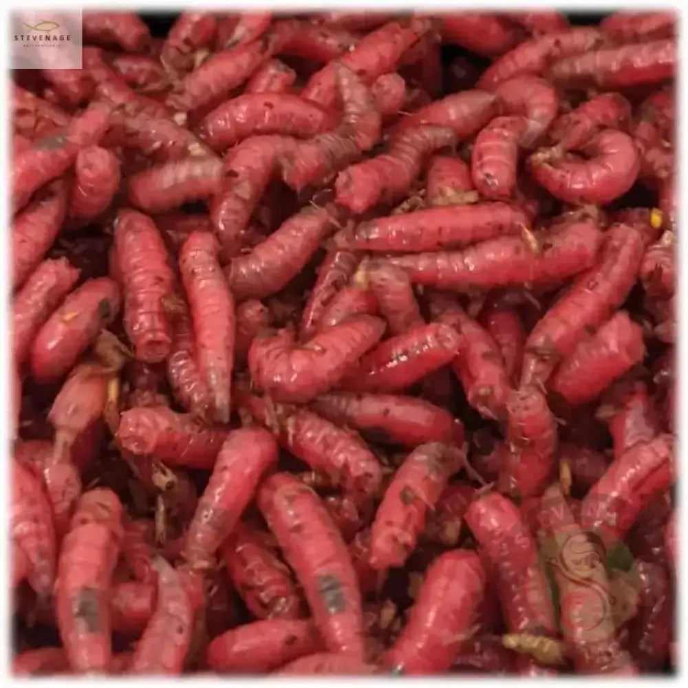 Maggots Red White Mixed in Colour 1pint Willy Worms