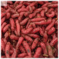 Maggots Red White Mixed in Colour 1pint Willy Worms