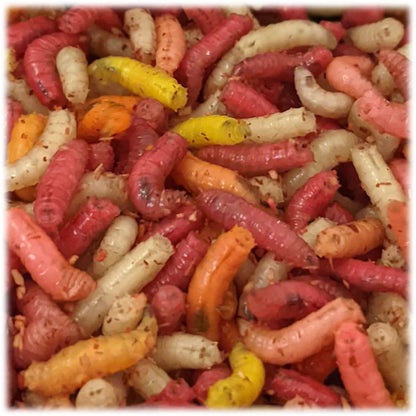 Maggots Red White Mixed in Colour