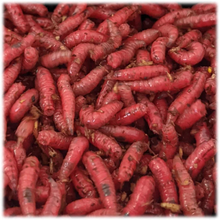 Maggots Red White Mixed in Colour