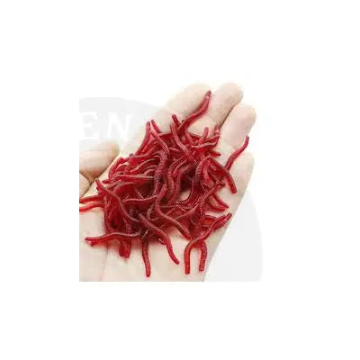 Stevenage Bait And Tackle Fake Worms - Stevenage Bait and Tackle