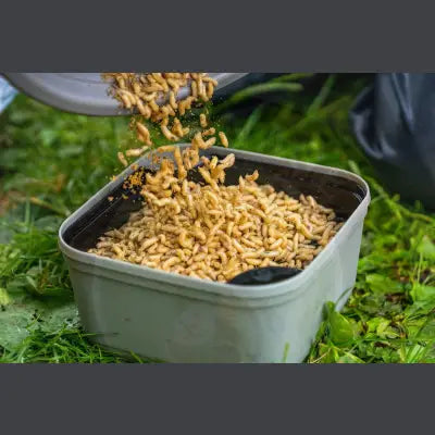 A gray plastic tackle guru container filled with golden-brown fishing worms for stevenage bait guru maggot riddle use