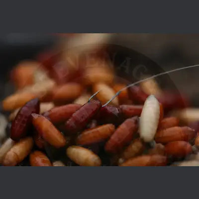 A shiny reddish-brown fishing bait worm with metallic hook from tackle guru pole special stevenage bait collection