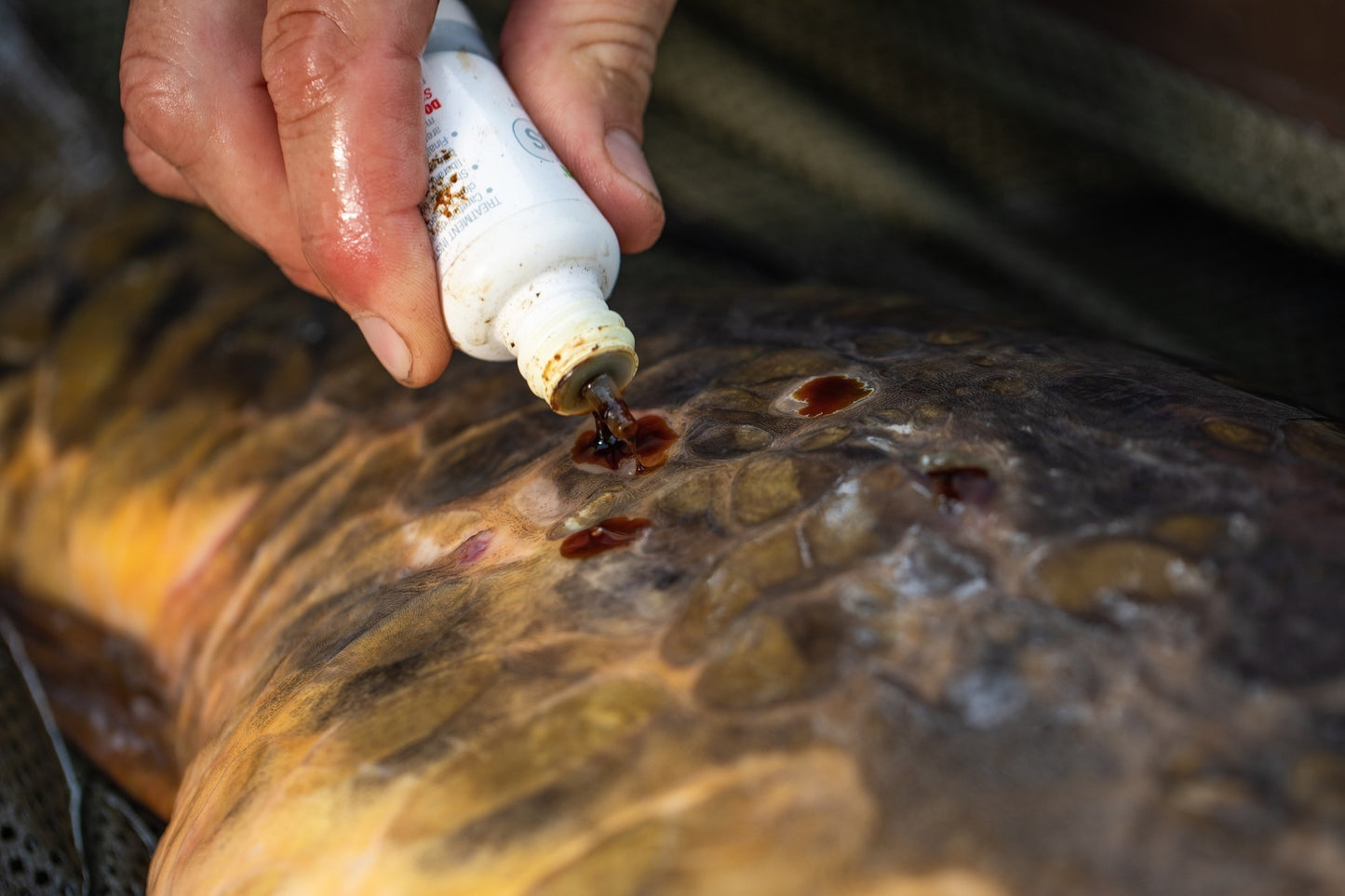 Korda - Propolis Carp Treatment